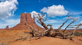 A barren desert landscape with an old, decaying tree in the foreground, Monument Valley, Arizona